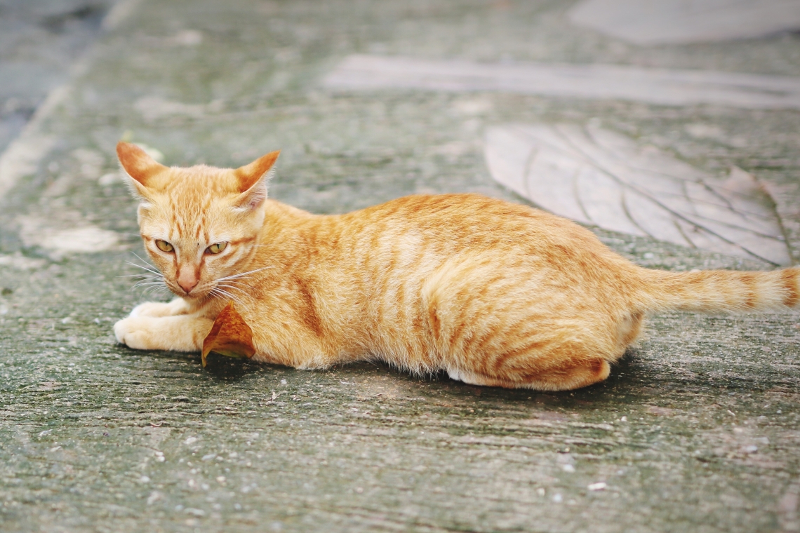 I parassiti delle vie respiratorie del gatto: da cacciatore a preda